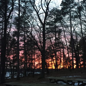 Trees at sunset