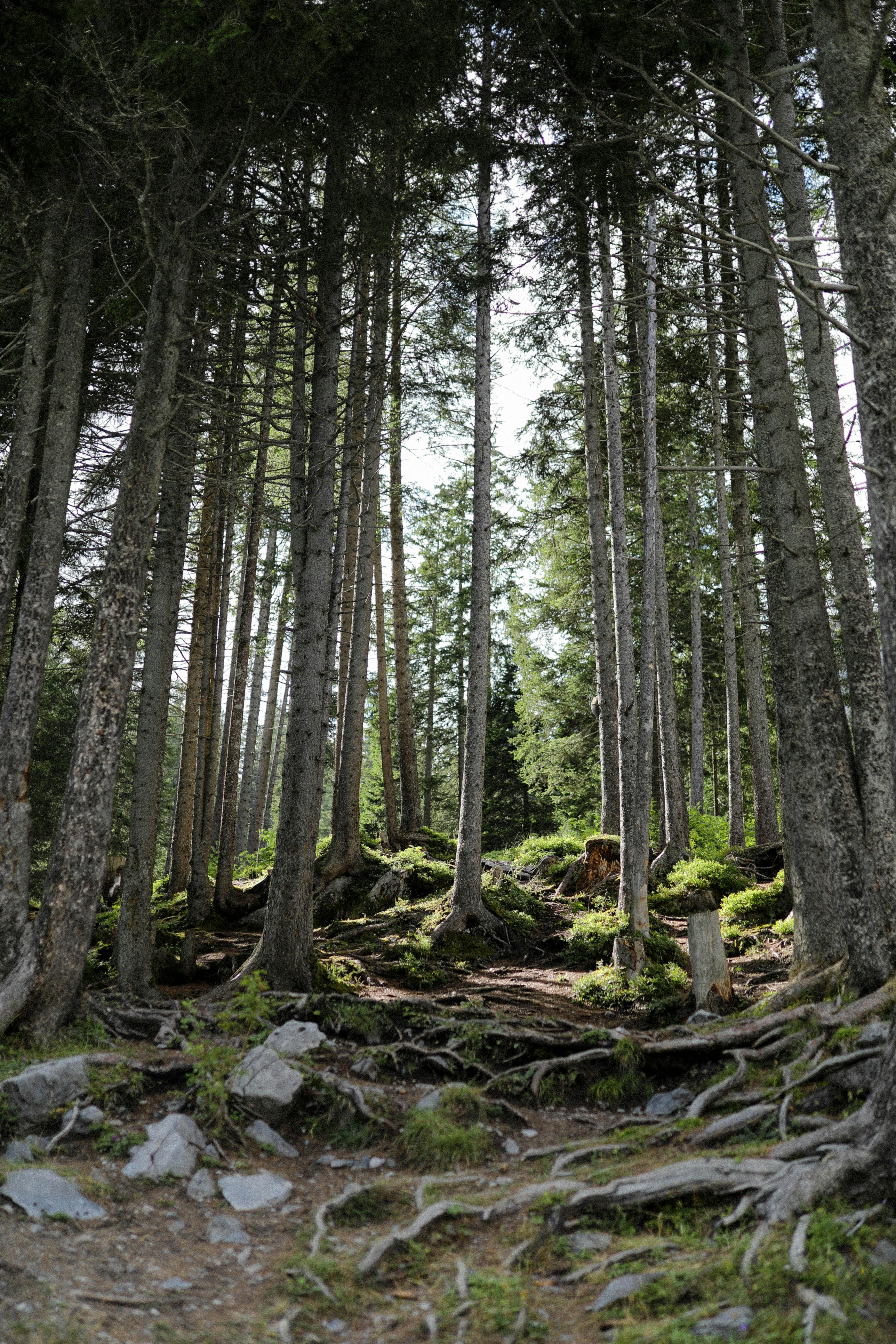 Pine trees and roots, Photo-by-Diana-Szczepanik