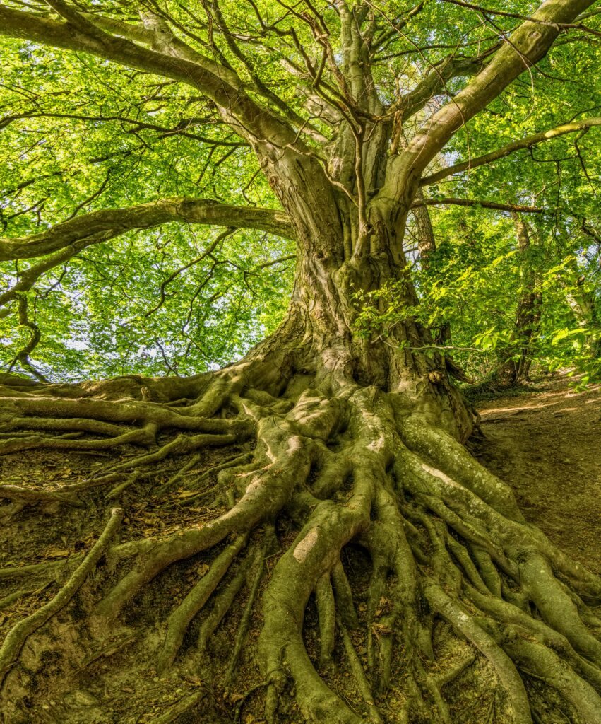 Tree Roots Photo by Felix Mittermeier