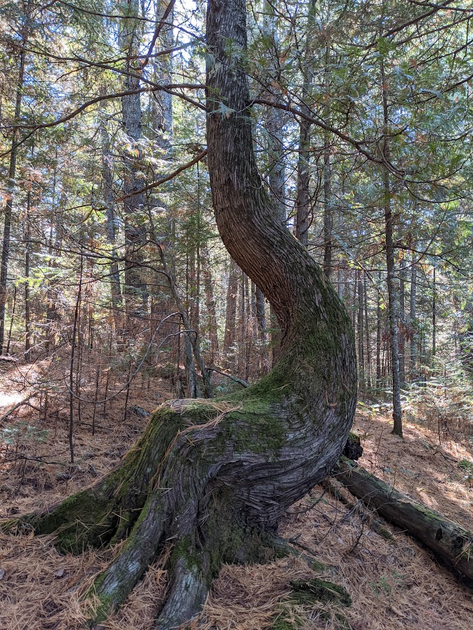 curved cedar tree trunk with roots