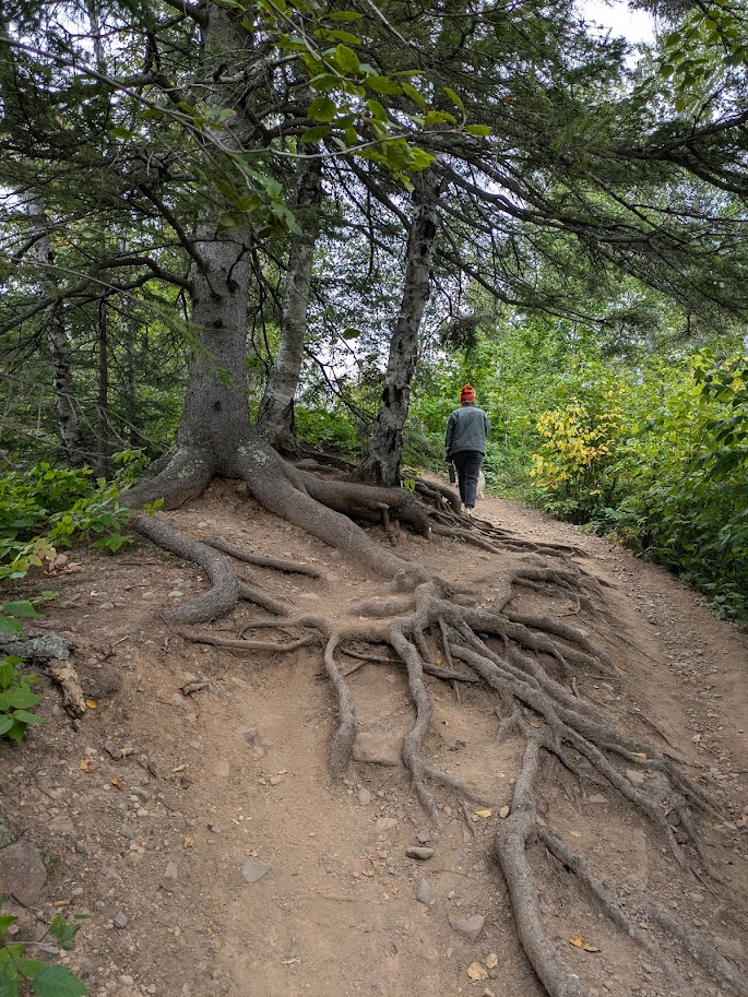 tree roots